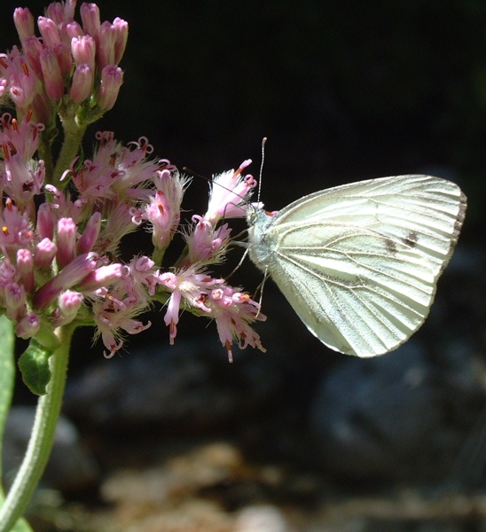 Pieris napi